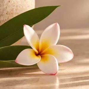 Fleur de frangipanier